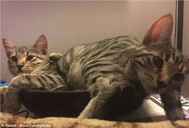 אשליה אופטית (צילום מסך , Reddit, WarmTummyRubs) אשליה אופטית (צילום מסך , Reddit, WarmTummyRubs)