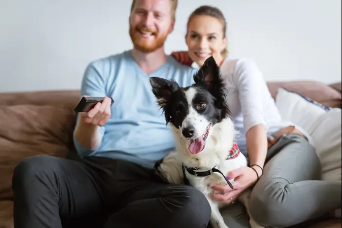 כלבים צופים בטלוויזיה (ShutterStock)