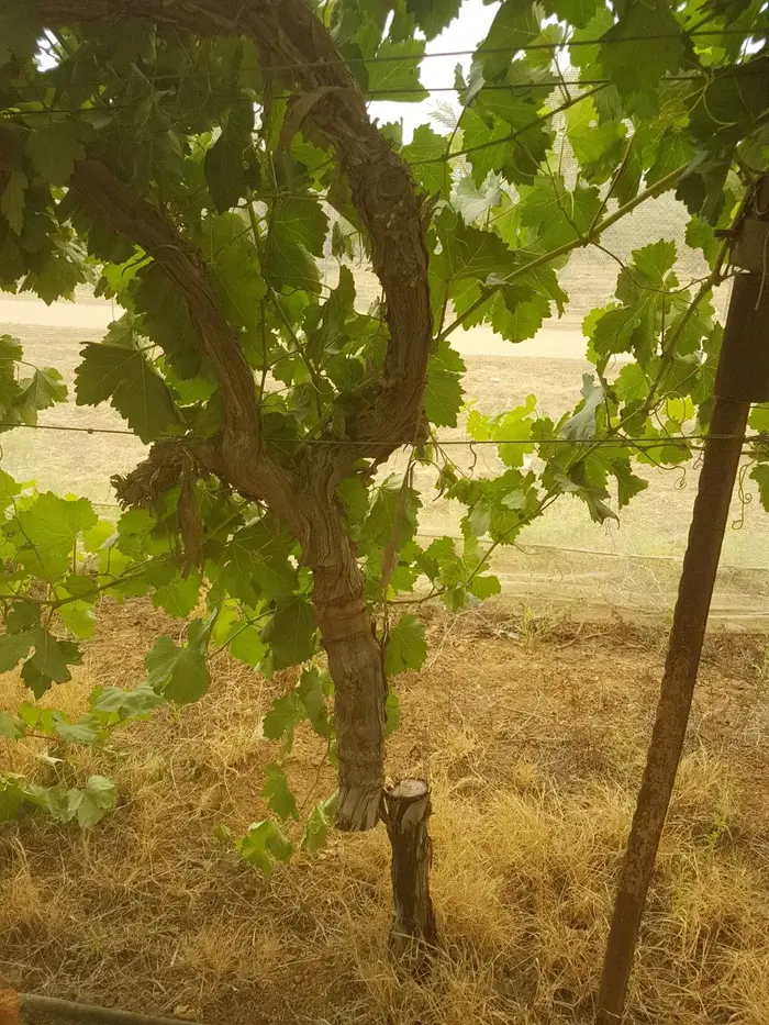 פשיעה חקלאית: גפנים שנכרתו במושב תומר שבבקעת הירדן. 25 באפריל 2018 (מערכת וואלה! NEWS , ללא קרדיט) פשיעה חקלאית: גפנים שנכרתו במושב תומר שבבקעת הירדן. 25 באפריל 2018 (מערכת וואלה! NEWS , ללא קרדיט)