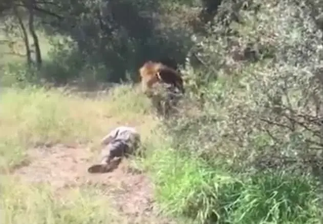 אריה תקף מנהל גן חיות (צילום מסך) אריה תקף מנהל גן חיות (צילום מסך)