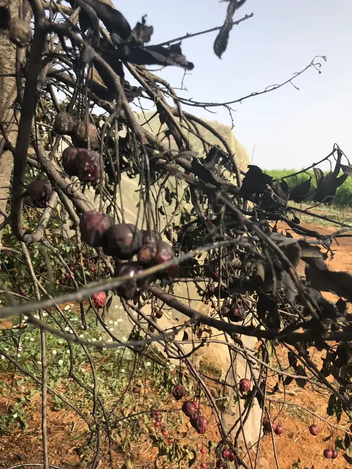 מטע דובדבנים בכפר עציון לאחר הצתה, 23 במאי 2018 (מערכת וואלה! NEWS , ירון רוזנטל) מטע דובדבנים בכפר עציון לאחר הצתה, 23 במאי 2018 (מערכת וואלה! NEWS , ירון רוזנטל)
