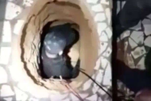 מנהרה שנחפרה מתחת לשירותים כדי לברוח מהכלא (אתר רשמי) מנהרה שנחפרה מתחת לשירותים כדי לברוח מהכלא (אתר רשמי)