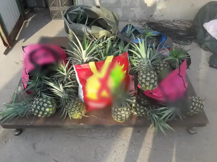 90 ק"ג תוצרת חקלאית מסוג אננס בקיבוץ שדות ים אשר נתפסו על 2 חשודים בגניבתם (מערכת וואלה! NEWS , דוברות המשטרה) 90 ק"ג תוצרת חקלאית מסוג אננס בקיבוץ שדות ים אשר נתפסו על 2 חשודים בגניבתם (מערכת וואלה! NEWS , דוברות המשטרה)