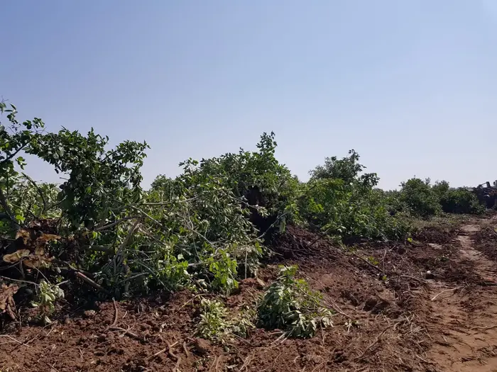 מטע האפרסמונים של נחמיה ניני, חקלאי ששכל את בנו שלחם בגבעתי, ונעקר עקב אי כדאיות כלכלית (באדיבות המשפחה) מטע האפרסמונים של נחמיה ניני, חקלאי ששכל את בנו שלחם בגבעתי, ונעקר עקב אי כדאיות כלכלית (באדיבות המשפחה)