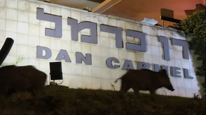 מגזין יואב איתיאל חזירים חיפה (מערכת וואלה! NEWS , אנדרי סוידאן) מגזין יואב איתיאל חזירים חיפה (מערכת וואלה! NEWS , אנדרי סוידאן)