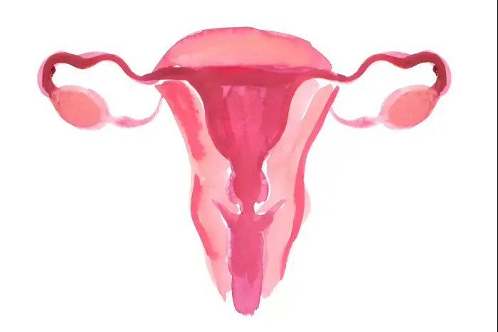 אילוסטרציה של רחם ושחלות (ShutterStock) אילוסטרציה של רחם ושחלות (ShutterStock)