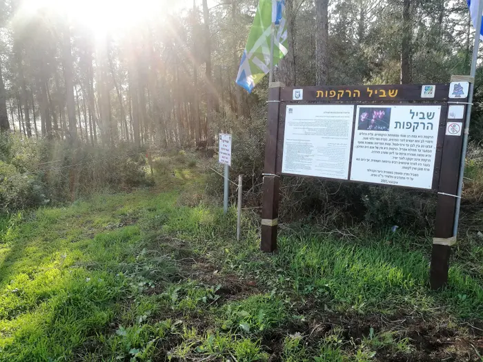 שביל הרקפות יער מגדל העמק (זיו ריינשטיין) שביל הרקפות יער מגדל העמק (זיו ריינשטיין)