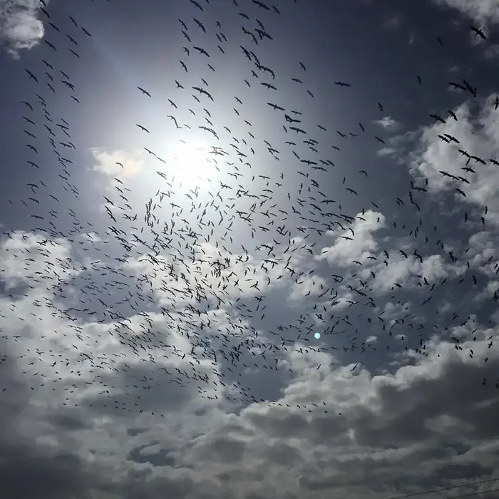 אלפי שקנאים בנדידה בשמי אגמון החולה של הקרן הקימת לישראל, 27 במרץ 2019 (אתר רשמי , קרן קימת לישראל, עינבר שלומית רובין)