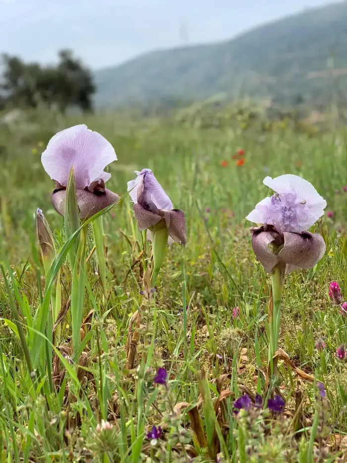 פריחה ליד אוסרין, 6 באפריל 2019 (רשות הטבע והגנים , מתן מוראד) פריחה ליד אוסרין, 6 באפריל 2019 (רשות הטבע והגנים , מתן מוראד)