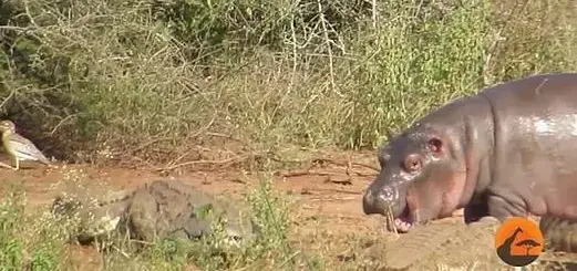 היפופוטם נגד קרוקודיל (אתר רשמי , Kruger Sightings) היפופוטם נגד קרוקודיל (אתר רשמי , Kruger Sightings)