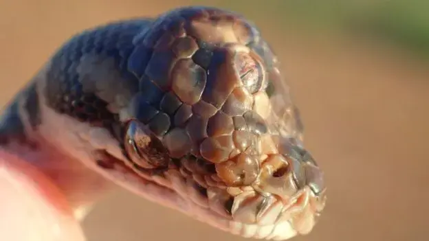 נחש עם שלוש עיניים, אוסטרליה, 3 במאי 2019 (אתר רשמי) נחש עם שלוש עיניים, אוסטרליה, 3 במאי 2019 (אתר רשמי)