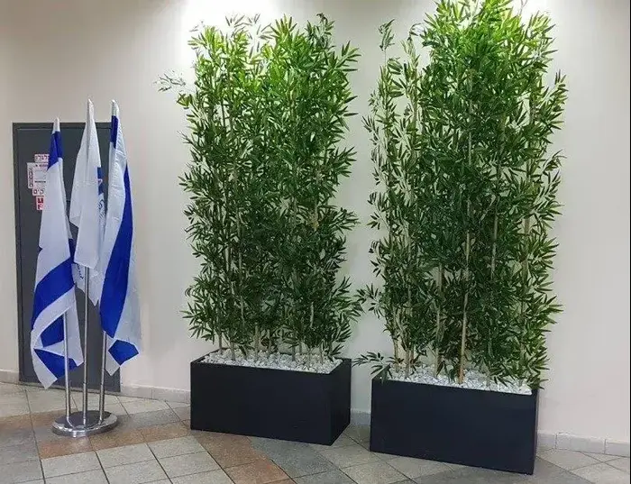 נמפיאה (יח"צ) נמפיאה (יח"צ)