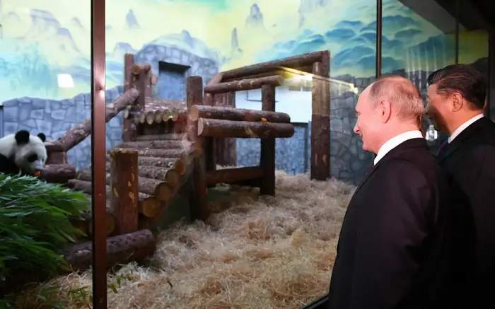 נשיא רוסיה ולדימיר פוטין ונשיא סין שי ג'ינפינג צופים בפנדות בגן החיות במוסקבה, 5 ביוני 2019 (AP) נשיא רוסיה ולדימיר פוטין ונשיא סין שי ג'ינפינג צופים בפנדות בגן החיות במוסקבה, 5 ביוני 2019 (AP)