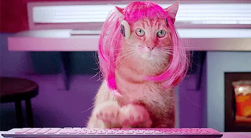 גיף חתול מקליד על מקלדת (Giphy) גיף חתול מקליד על מקלדת (Giphy)