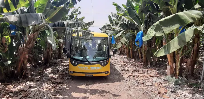 מטע בננות קיבוץ גינוסר (זיו ריינשטיין) מטע בננות קיבוץ גינוסר (זיו ריינשטיין)