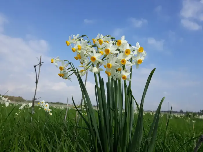 נרקיס מצוי באחו נוב (יח"צ , אבי בן דוד) נרקיס מצוי באחו נוב (יח"צ , אבי בן דוד)