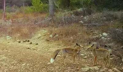 שועלים בנחל כפירה (רשות הטבע והגנים , אפי כהן) שועלים בנחל כפירה (רשות הטבע והגנים , אפי כהן)