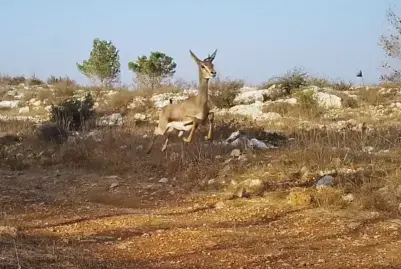 צבי ארץ ישראלי בנחל כפירה (רשות הטבע והגנים , אפי כהן) צבי ארץ ישראלי בנחל כפירה (רשות הטבע והגנים , אפי כהן)