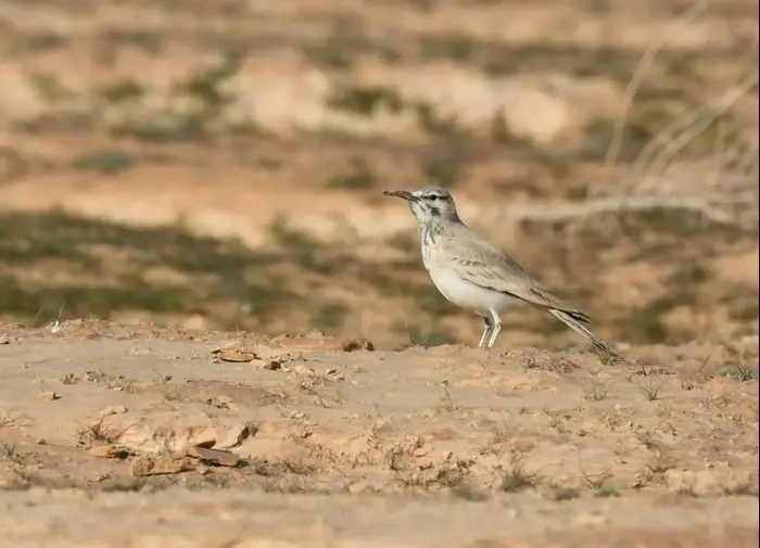 אלימון בנחל חיון (רשות הטבע והגנים , נועם וייס) אלימון בנחל חיון (רשות הטבע והגנים , נועם וייס)