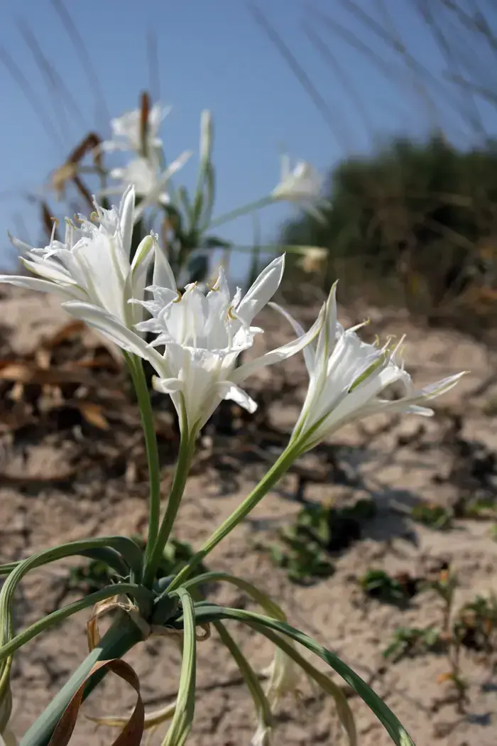 חבצלת החוף (החברה להגנת הטבע , אסף מירוז) חבצלת החוף (החברה להגנת הטבע , אסף מירוז)