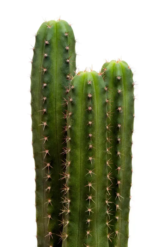 סן פדרו (ShutterStock)
