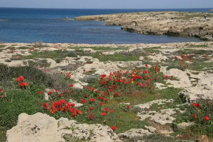 חוף הבונים (יח"צ , רינת רוסו) חוף הבונים (יח"צ , רינת רוסו)