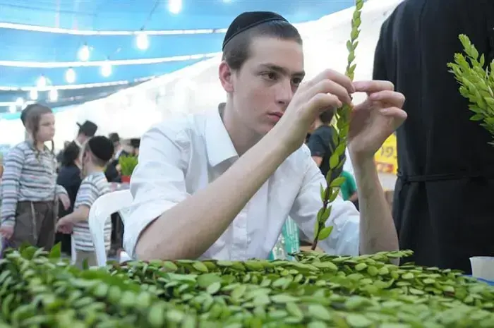 שוק ארבעת המינים בירושלים ספטמבר 2010 (עומר מירון) שוק ארבעת המינים בירושלים ספטמבר 2010 (עומר מירון)