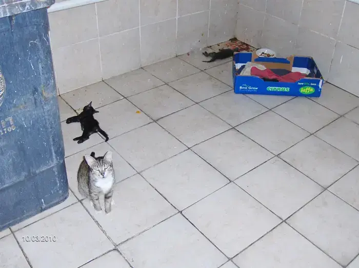 התעללות בחתולים (יח"צ , עמותת תנו לחיות לחיות) התעללות בחתולים (יח"צ , עמותת תנו לחיות לחיות)