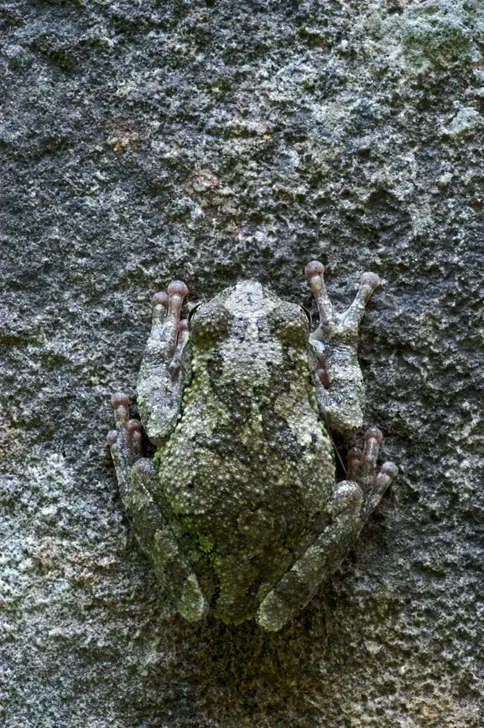 צפרדע עצים יושבת על אבן (ShutterStock) צפרדע עצים יושבת על אבן (ShutterStock)