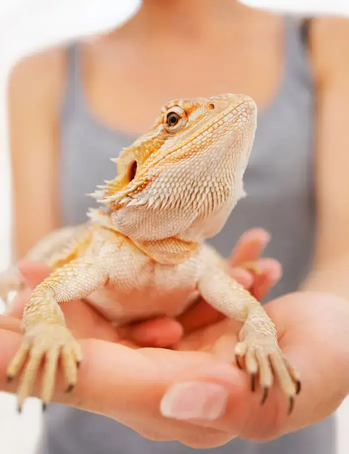 חרדון מזוקן (ShutterStock) חרדון מזוקן (ShutterStock)