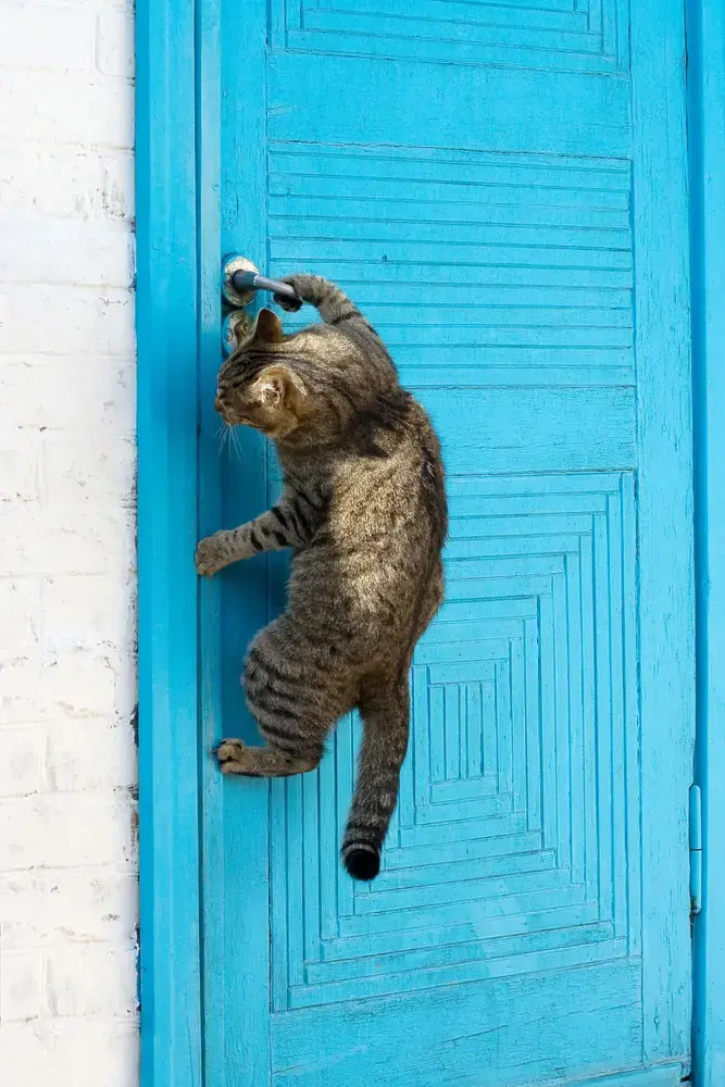 חתול מטפס על דלת פתוחה (ShutterStock) חתול מטפס על דלת פתוחה (ShutterStock)