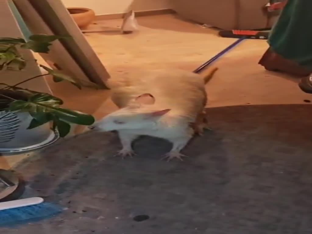 הקנגרו הלבן שנגנב מגן החיות בעמק בית שאן