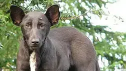 v kieve nashli pohozhuyu na putina sobaku zahav ru salat