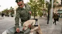 В саратове собака нашли бомжа терминатора фото