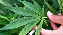 Исследования воздействия марихуаны пресс для марихуаны