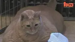 kniga rekordov ginnesa samyj tolstyj kot v mire zahav ru salat