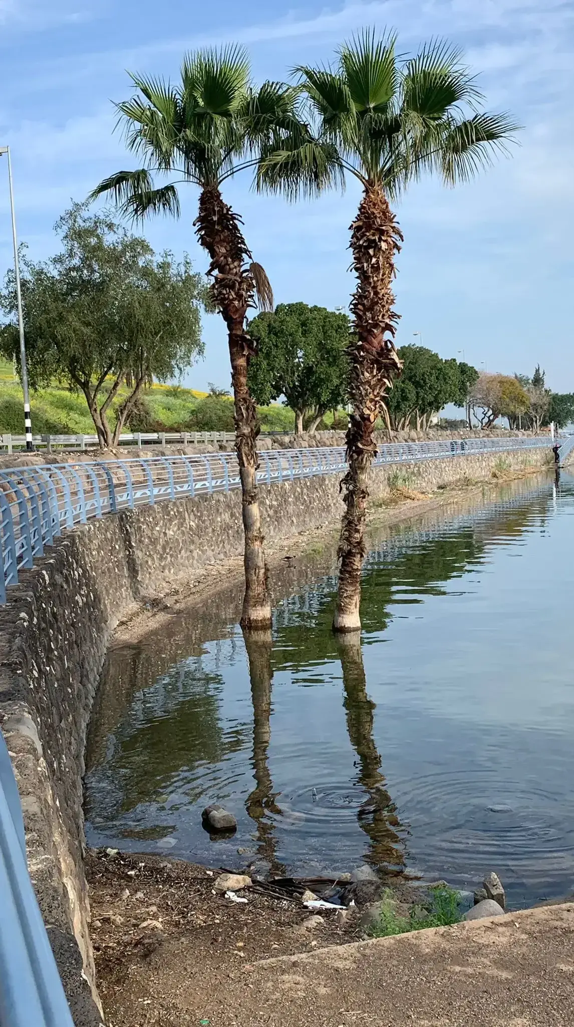 חוף השקמים בכנרת, אפריל 2022 חוף השקמים בכנרת, אפריל 2022