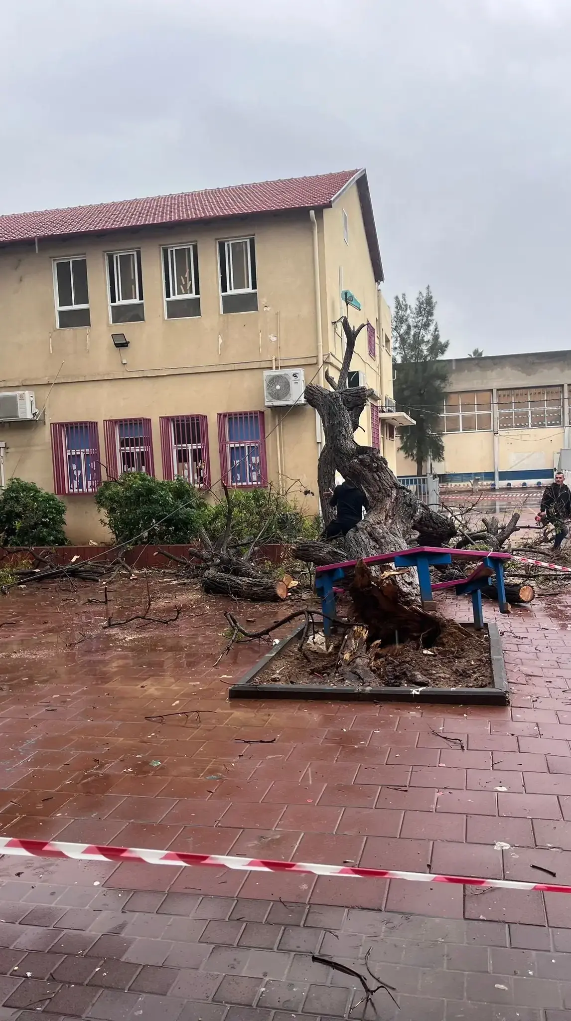 עץ קרס במוסד חינוכי, עקב סופת ביירון, ראשון לציון. 11 בדצמבר 2025
עץ קרס במוסד חינוכי, עקב סופת ביירון, ראשון לציון. 11 בדצמבר 2025