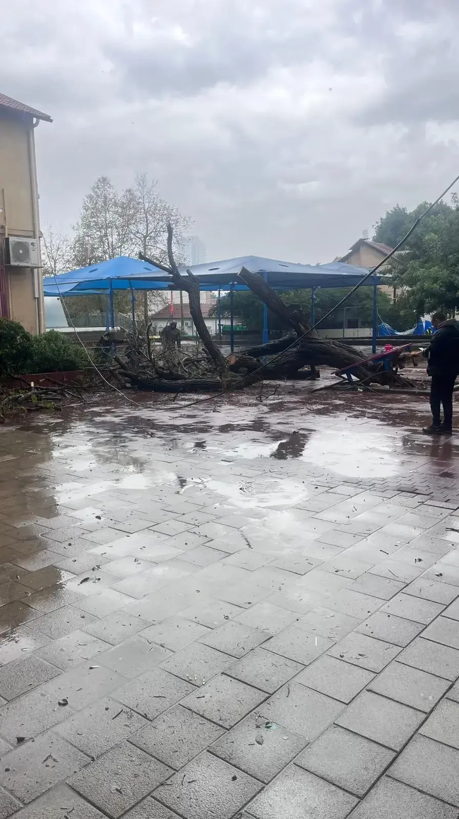 עץ קרס במוסד חינוכי, עקב סופת ביירון, ראשון לציון. 11 בדצמבר 2025 עץ קרס במוסד חינוכי, עקב סופת ביירון, ראשון לציון. 11 בדצמבר 2025
