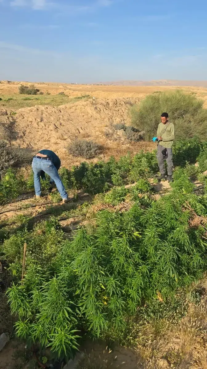חממות סמים בדרום בהם למעלה מ-10,000 שתילי קנאביס חממות סמים בדרום בהם למעלה מ-10,000 שתילי קנאביס