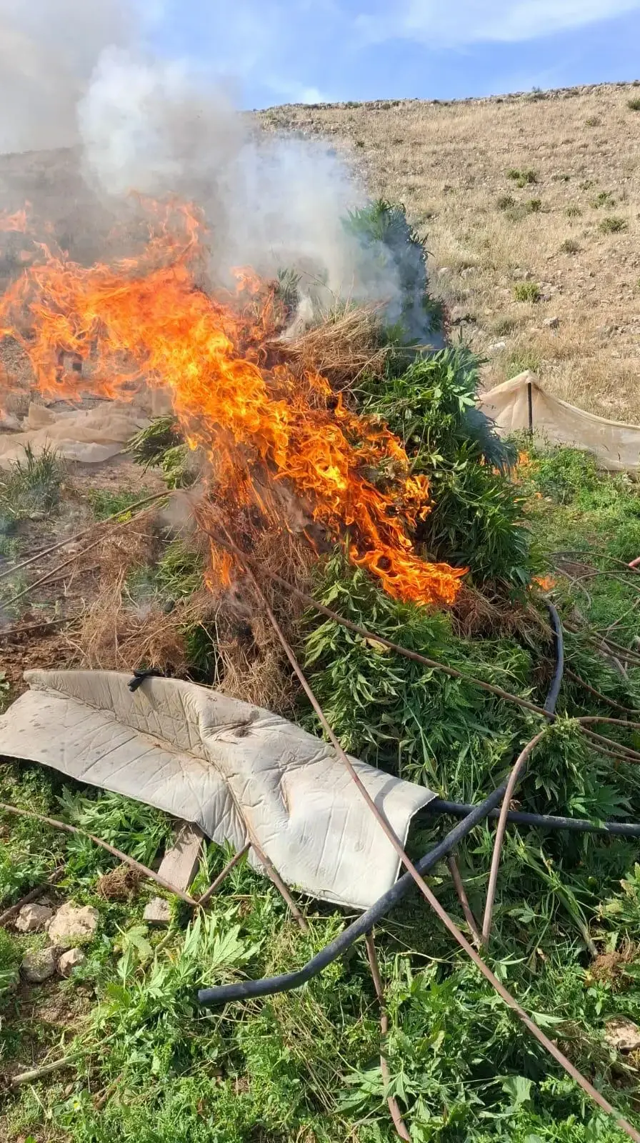חממות סמים בדרום בהם למעלה מ-10,000 שתילי קנאביס חממות סמים בדרום בהם למעלה מ-10,000 שתילי קנאביס