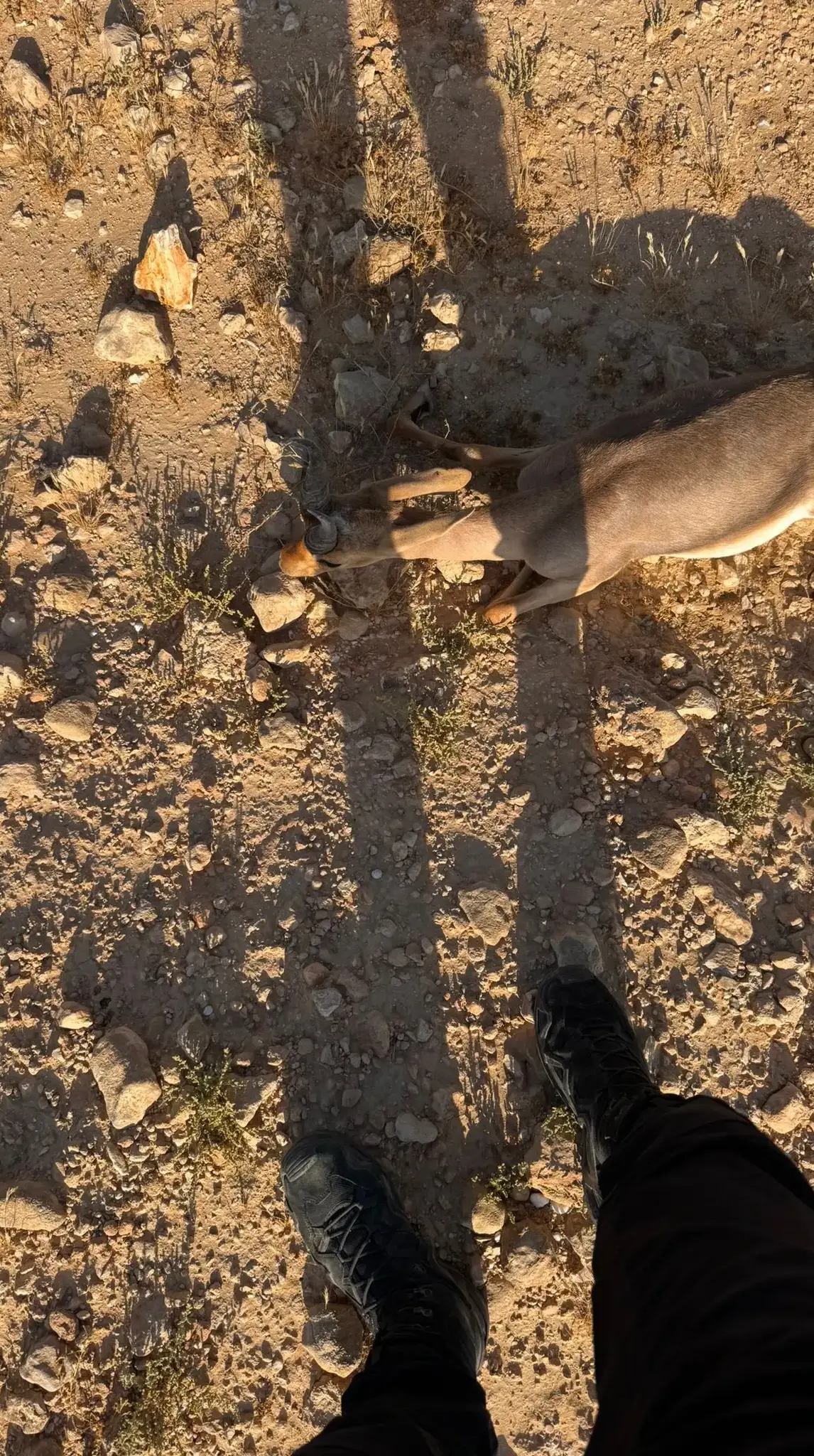 רכב פגע בגור הצבי הארץ הישראלי וברח, השוטרים הצילו את חייו רכב פגע בגור הצבי הארץ הישראלי וברח, השוטרים הצילו את חייו