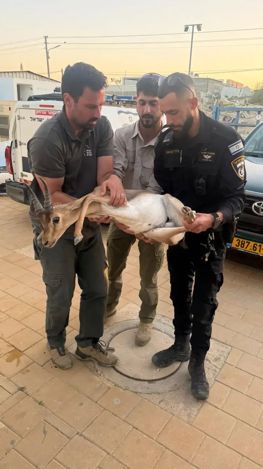 רכב פגע בגור הצבי הארץ הישראלי וברח, השוטרים הצילו את חייו רכב פגע בגור הצבי הארץ הישראלי וברח, השוטרים הצילו את חייו