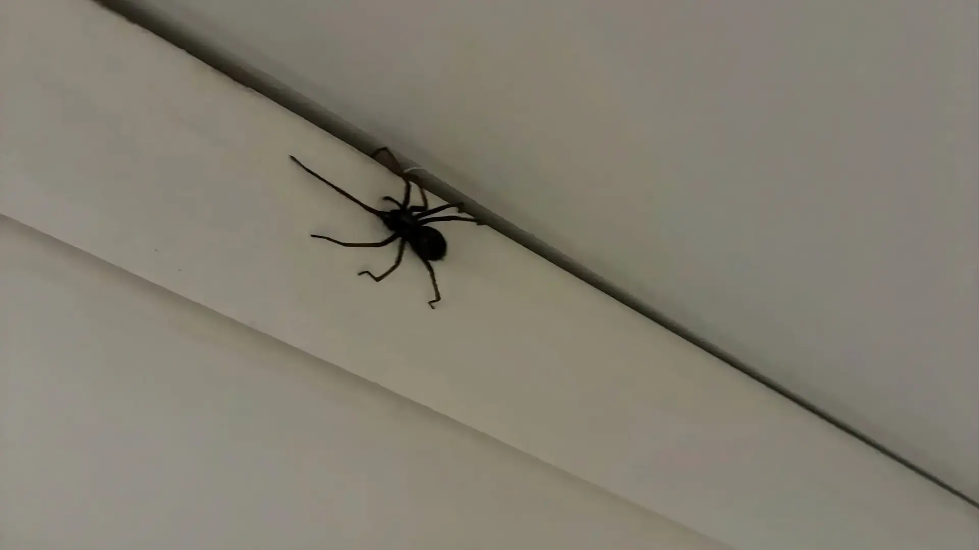 עכביש עצום על הקיר עכביש עצום על הקיר