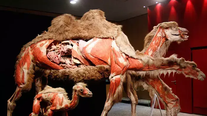 תערוכת גופות חיות משומרות (Koerperwelten der Tiere) של האנטומיסט הגרמני גונתר פון האגנס בגן חיות קלן, גרמניה, 14 אפריל 2011 תערוכת גופות חיות משומרות (Koerperwelten der Tiere) של האנטומיסט הגרמני גונתר פון האגנס בגן חיות קלן, גרמניה, 14 אפריל 2011