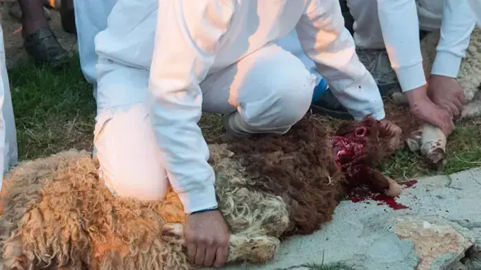 זבח פסח , זבח השומרונים בהר גרזים, אפריל 2011