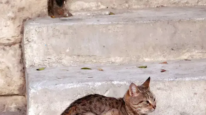חתול מצרי על מדרגות רחוב חתול מצרי על מדרגות רחוב