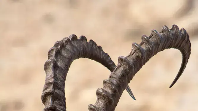 יעל נובי בעין גדי
