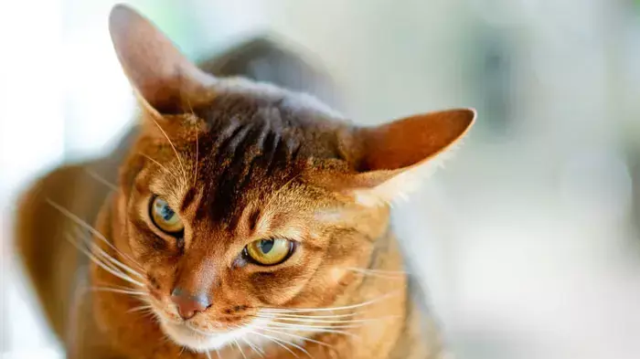 חתול מגזע abyssinian