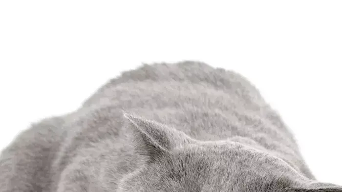 חתול מגזע chartreux חתול מגזע chartreux